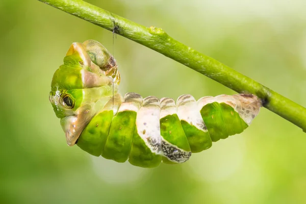 Grote Mormon (Papilio memnon) caterpillar — Stockfoto