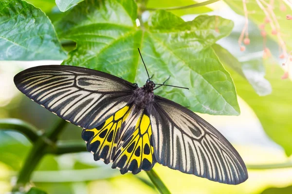 Female Golden Birdwing (Troides aeacus) butterfly — Stock Photo, Image