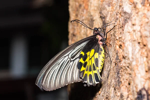 Kadın altın Birdwing (Troides aeacus) kelebek — Stok fotoğraf