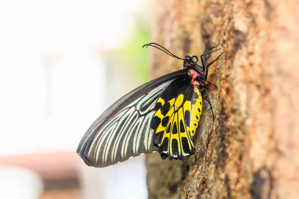 Золотое птичье крыло (Troides aeacus) бабочка — стоковое фото