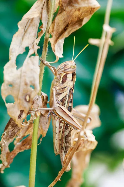 Brun gräshoppa i naturen — Stockfoto