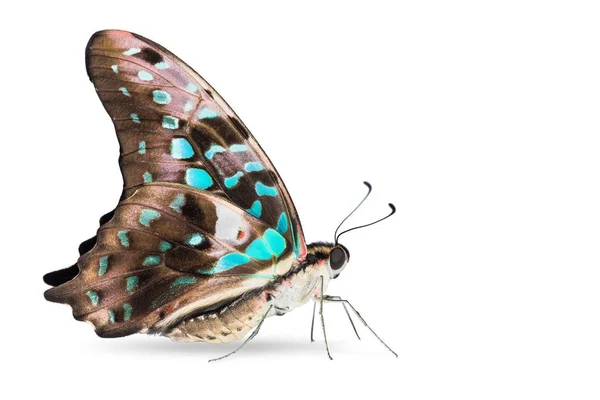 Teal color cola Jay (Graphium agamemnon) mariposa Imágenes De Stock Sin Royalties Gratis