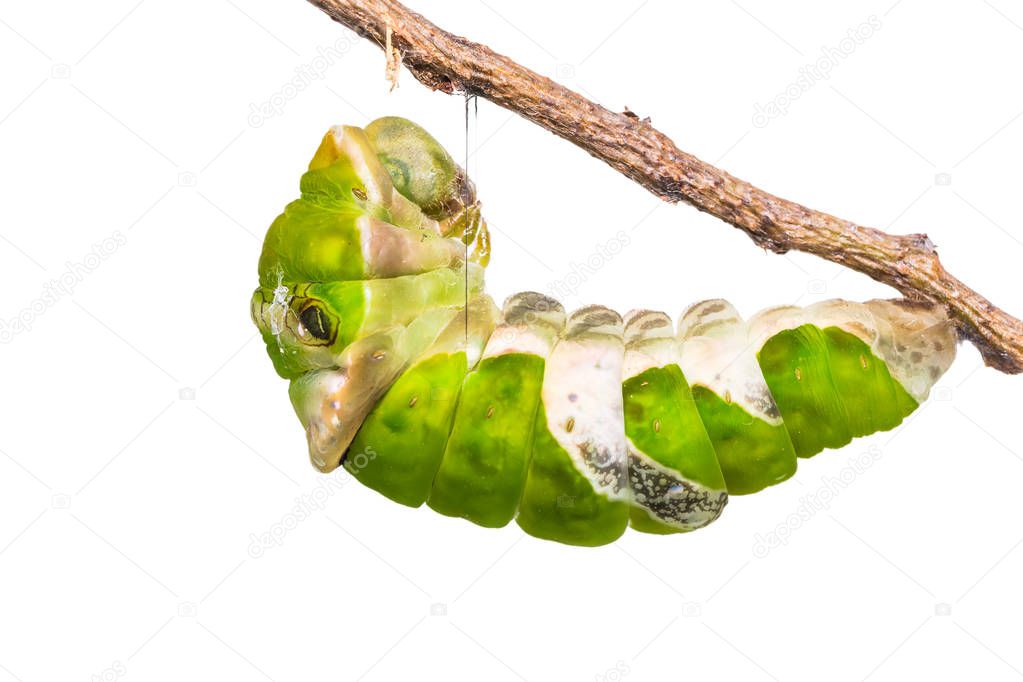 Great Mormon (Papilio memnon) caterpillar