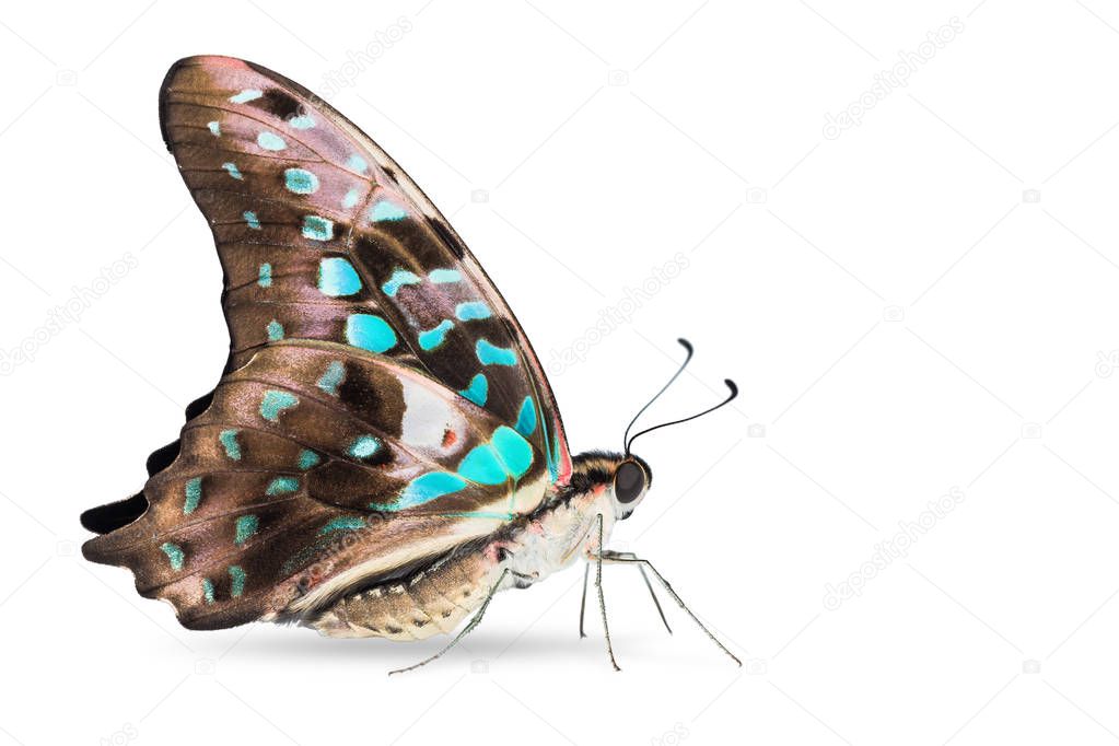 Teal color Tailed Jay (Graphium agamemnon) butterfly