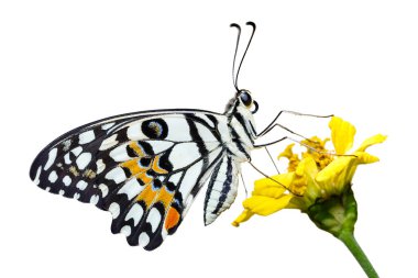 Kireç kelebek (Papilio demoleus)