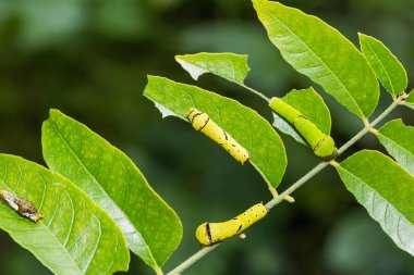 Kireç kelebek ve ortak Mormon tırtıllar