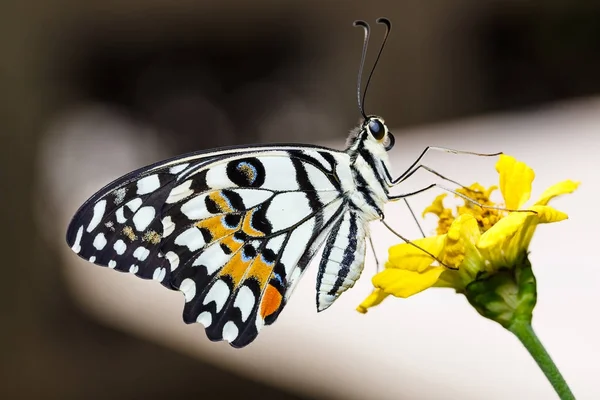 Lime butterfly (Papilio demoleus) — Stock Photo, Image