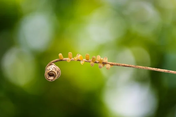 Schmetterlingseier (Cethosia cyane euanthes) — Stockfoto