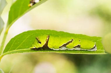Kireç kelebek (Papilio demoleus) caterpillar