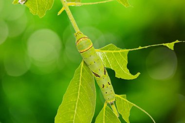 Kireç kelebek (Papilio demoleus) caterpillar