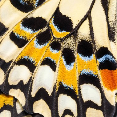 Kelebek kanatları doku