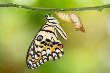 Kireç kelebek veya limon kelebek (Papilio demoleus)