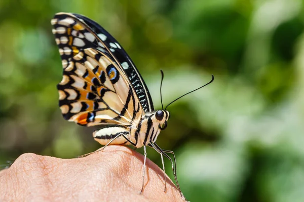 Mariposa de cal (Papilio demoleus ) — Foto de Stock