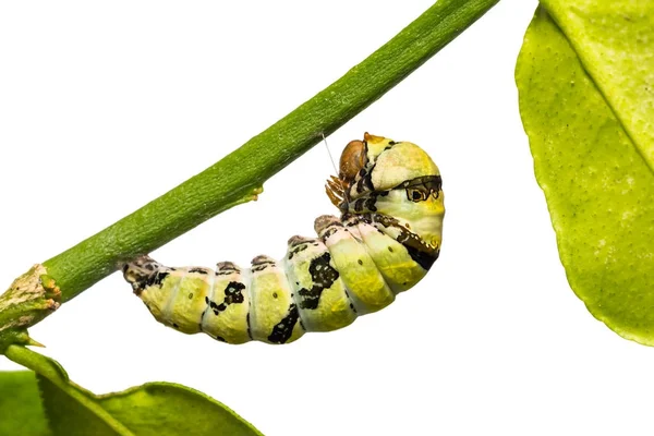 Borboleta de limão (Papilio demoleus) lagarta — Fotografia de Stock