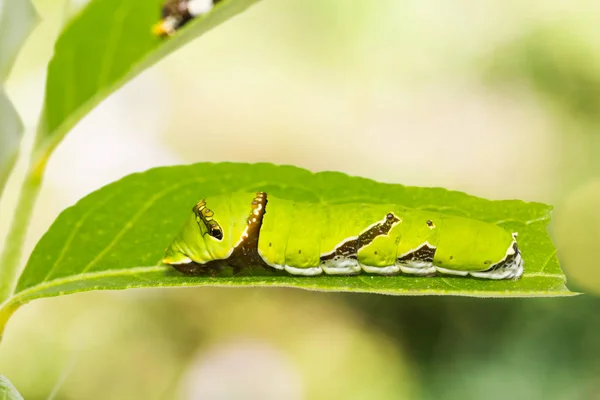 Kalk vlinder (Papilio demoleus) caterpillar — Stockfoto