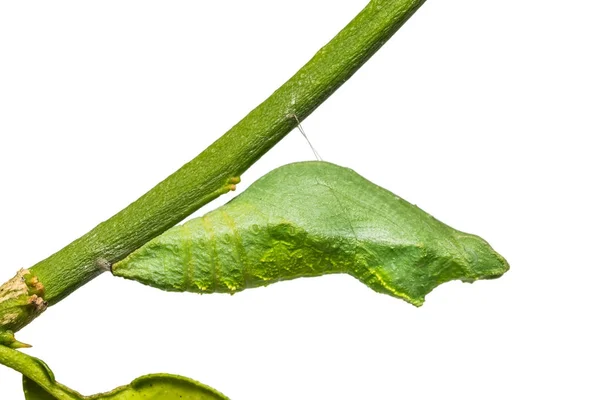 Lime fjäril (Papilio demoleus) puppa — Stockfoto