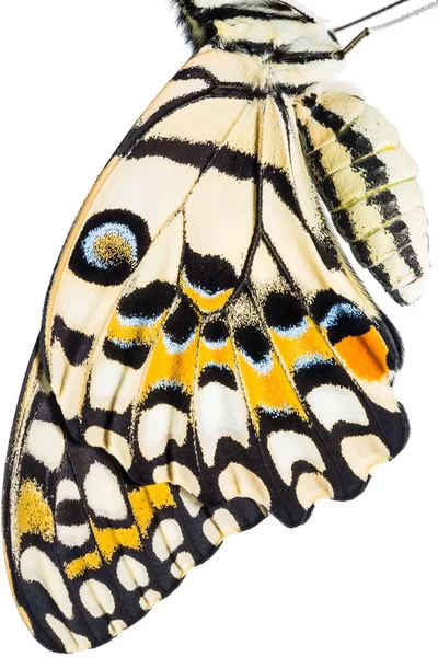 Tekstura skrzydła motyla — Zdjęcie stockowe