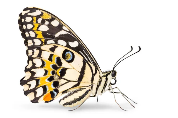 Borboleta de Limão (Papilio demoleus ) — Fotografia de Stock