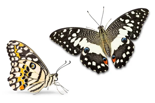 Kireç kelebek (Papilio demoleus)