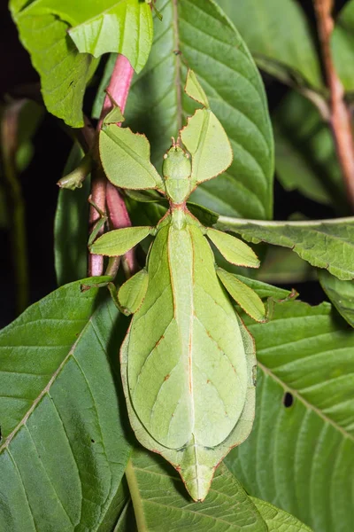 Vrouwelijke blad insect (Phyllium westwoodi) — Stockfoto