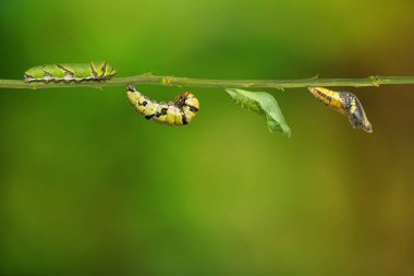 Kireç kelebek (Papilio demoleus) yaşam döngüsü