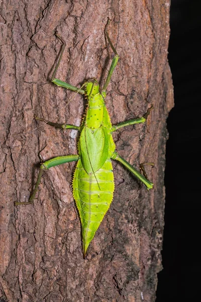 Weibliche Dschungelnymphe (heteropteryx dilatata)) — Stockfoto