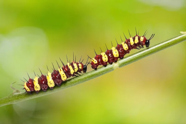 Group of middle instar Leopard Lacewing (Cethosia cyane) caterpi — Stock Photo, Image