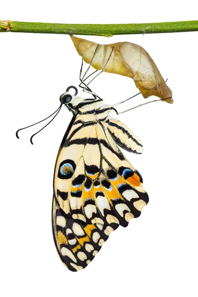 ผีเสื้อมะนาวหรือผีเสื้อมะนาว (Papilio demoleus ) — ภาพถ่ายสต็อก