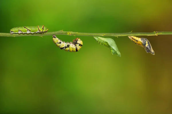 Ciclo de vida de la mariposa de cal (Papilio demoleus) — Foto de Stock