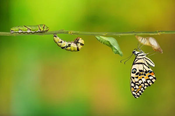 Cykl życia wapno motyl (Papilio demoleus) — Zdjęcie stockowe