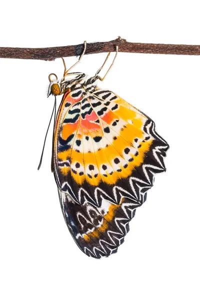 Männlicher Leopard-Schmetterling (Cethosia cyane) — Stockfoto