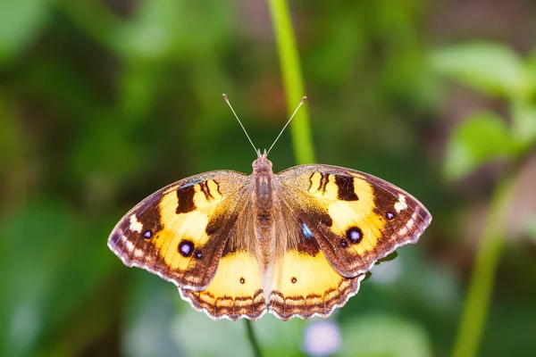 Pansy amarillo (Junonia hierta) mariposa — Foto de Stock