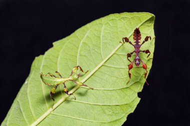 Genç yaprak böcek (Phyllium westwoodi)