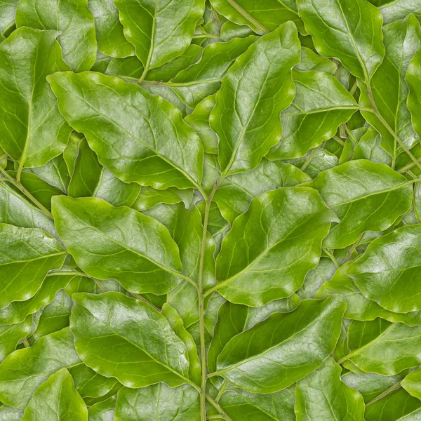 Seamless background of green leaves — Stock Photo, Image