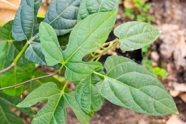 Lacewing Vine (Adenia heterophylla) plant — Stock Photo, Image