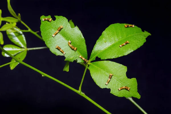 Young Lime vlinder (Papilio demoleus) rupsen — Stockfoto