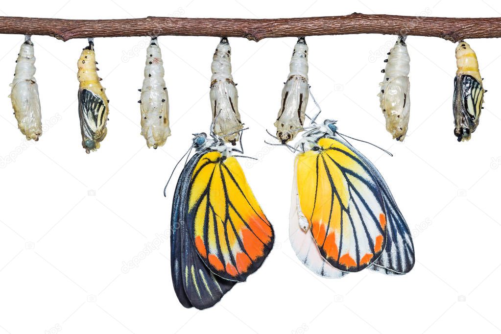 Painted Jezebel (Delias hyparete) butterflies