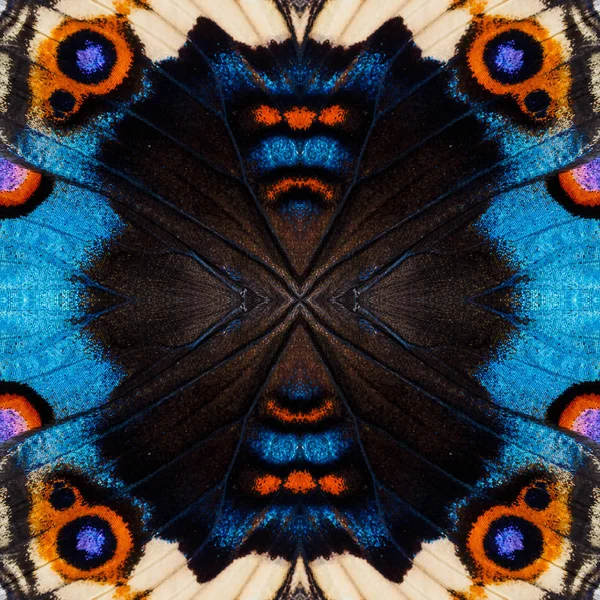 Фон, созданный из крыльев бабочки — стоковое фото
