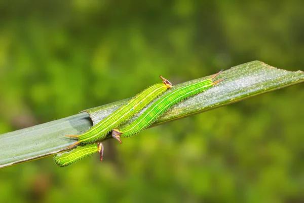 Gemensamma Palmfly (Elymnias hypermnestra) larver — Stockfoto