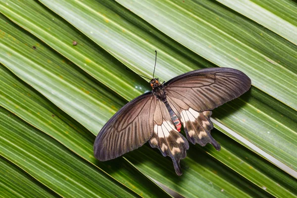 Gemeiner Rosenfalter (pachliopta aristolochiae) — Stockfoto