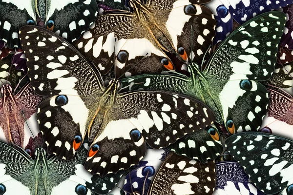 Бесшовный Фон Созданный Лаймовой Бабочки Papilio Demoleus Malayanus — стоковое фото