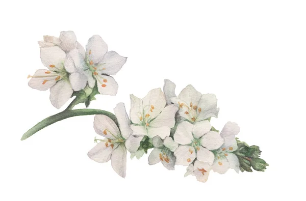 Ramo Flores Brancas Verão Pintadas Aquarela — Fotografia de Stock