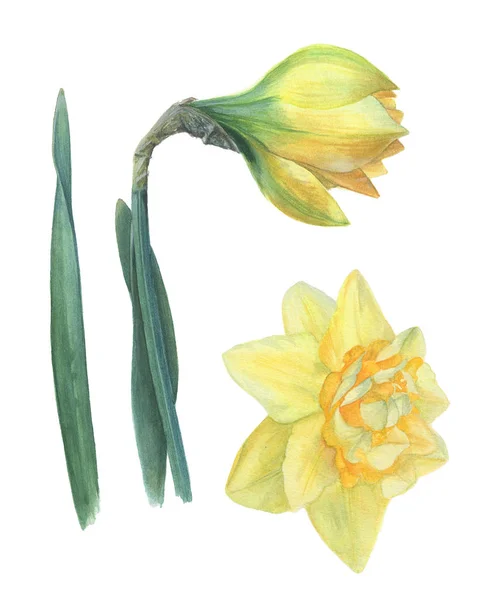 Flor Botão Narciso Com Folhas Pintadas Mão Aquarela — Fotografia de Stock