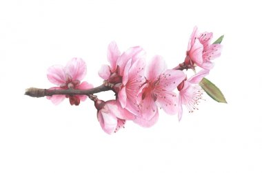 Suluboya boyalı Sakura şube