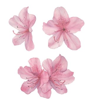 Pembe azalia çiçek beyaz arka planda, elle çizilmiş suluboya içinde dizi