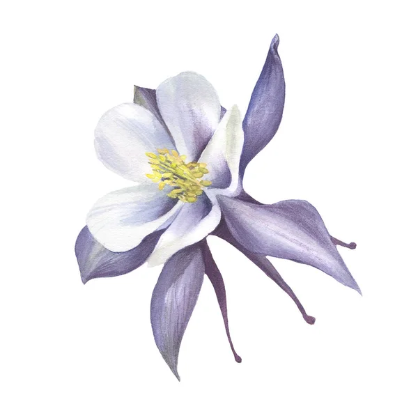 Flor Aquilegia Azul Pintado Aquarela Isolado — Fotografia de Stock