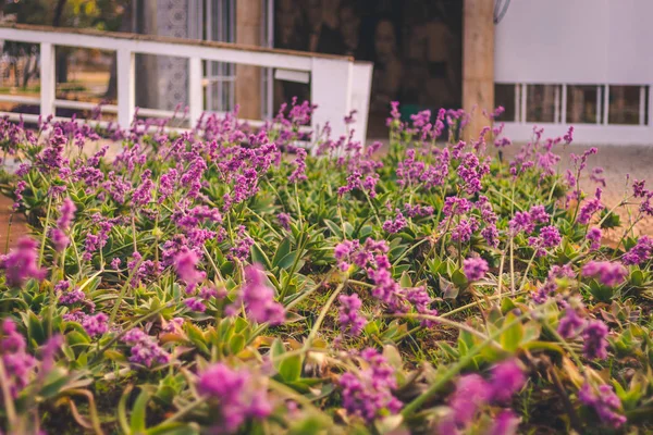Flores na casa baile Fllowers balo evde Pampulha yapmak