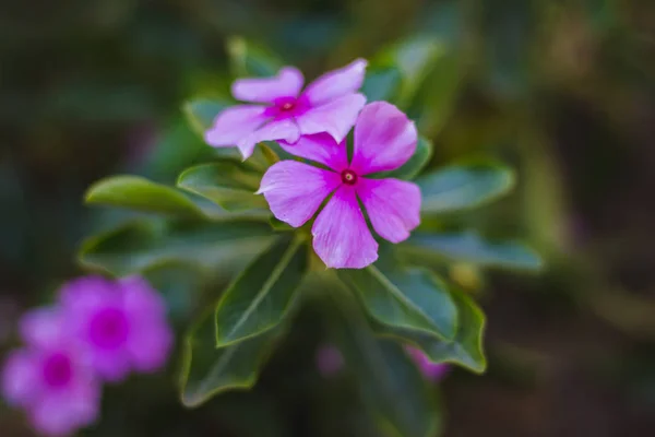 Flor Bokeh — Fotografia de Stock