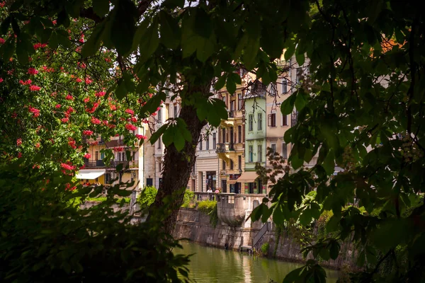 Ağaç vizyon Ljubljiana