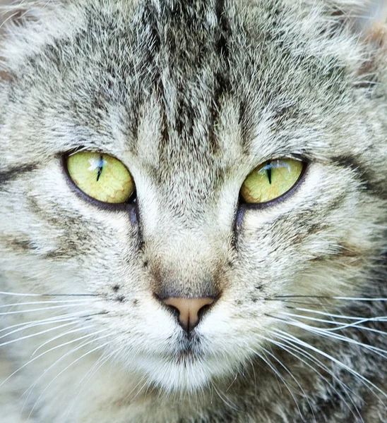Gri kedi başkanı closeup portresi — Stok fotoğraf